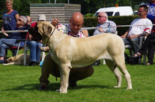 Dogshow Uden 22-06-2014 167.jpg